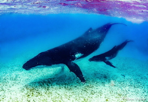 Mother and baby Humpbacks in the shallow waters of Tonga. by Norm Vexler 